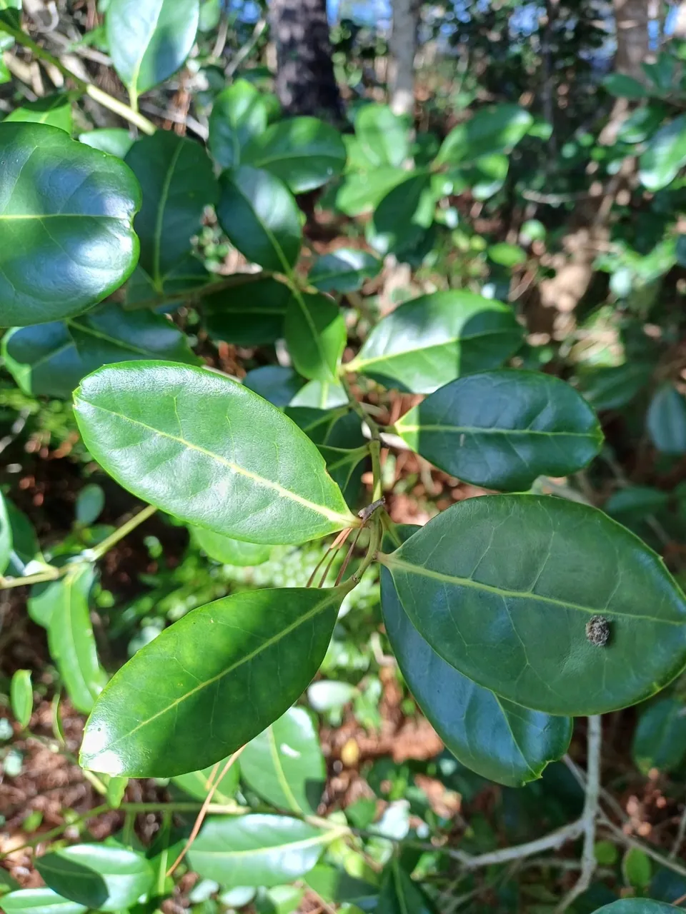 Foto de Caúna