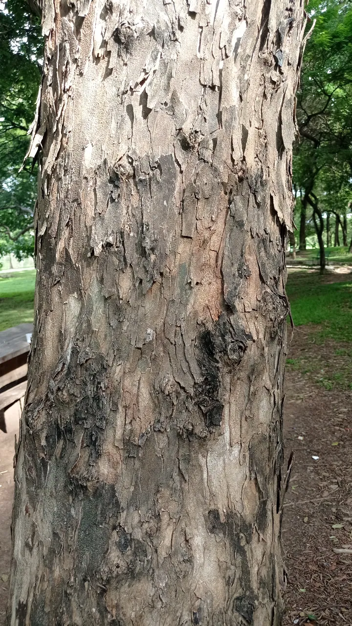 Foto de Caviúna