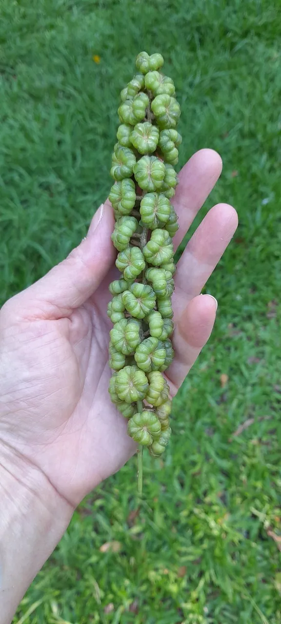 Foto de Cebolão