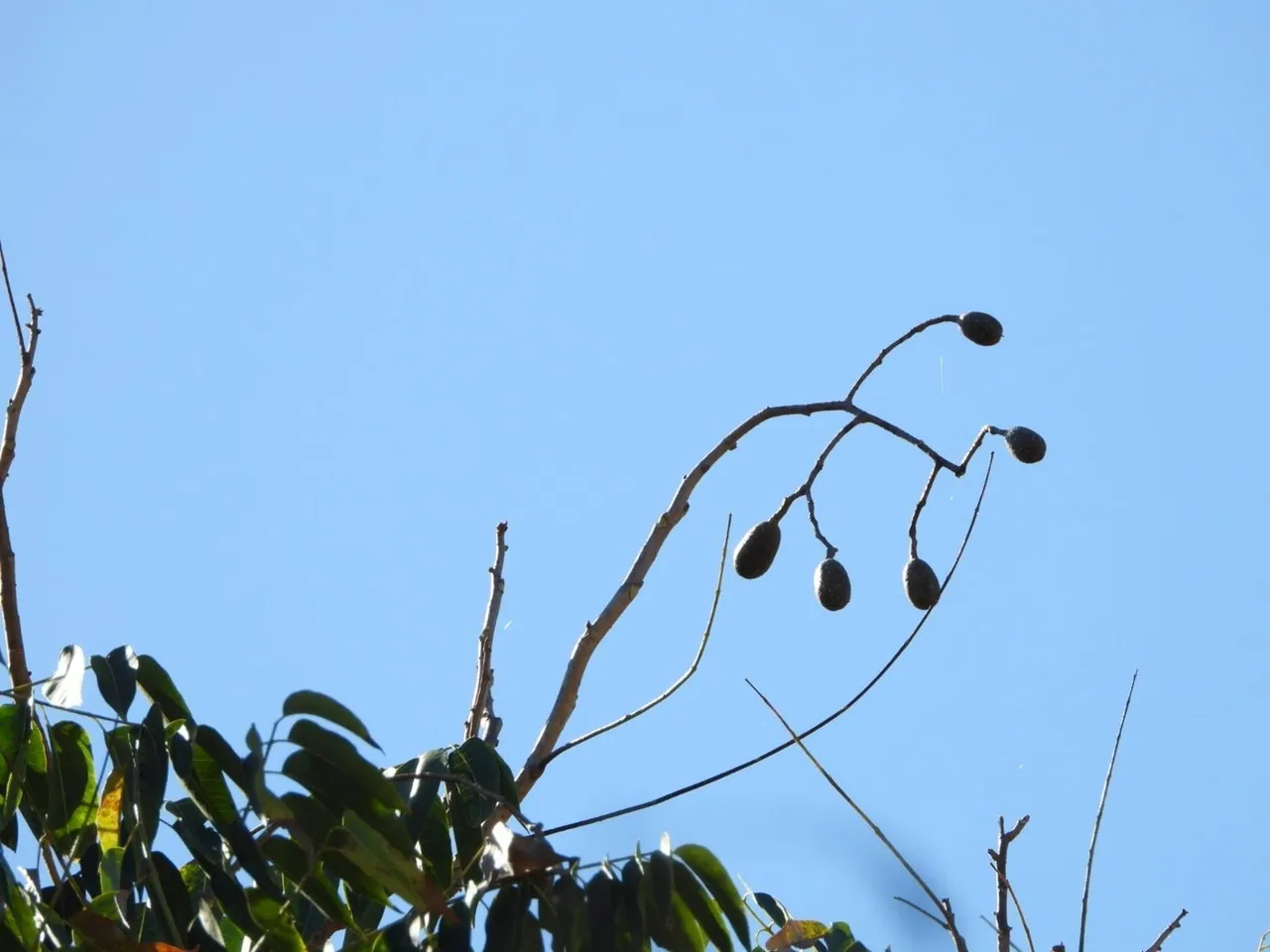Foto de Cedro-rosa