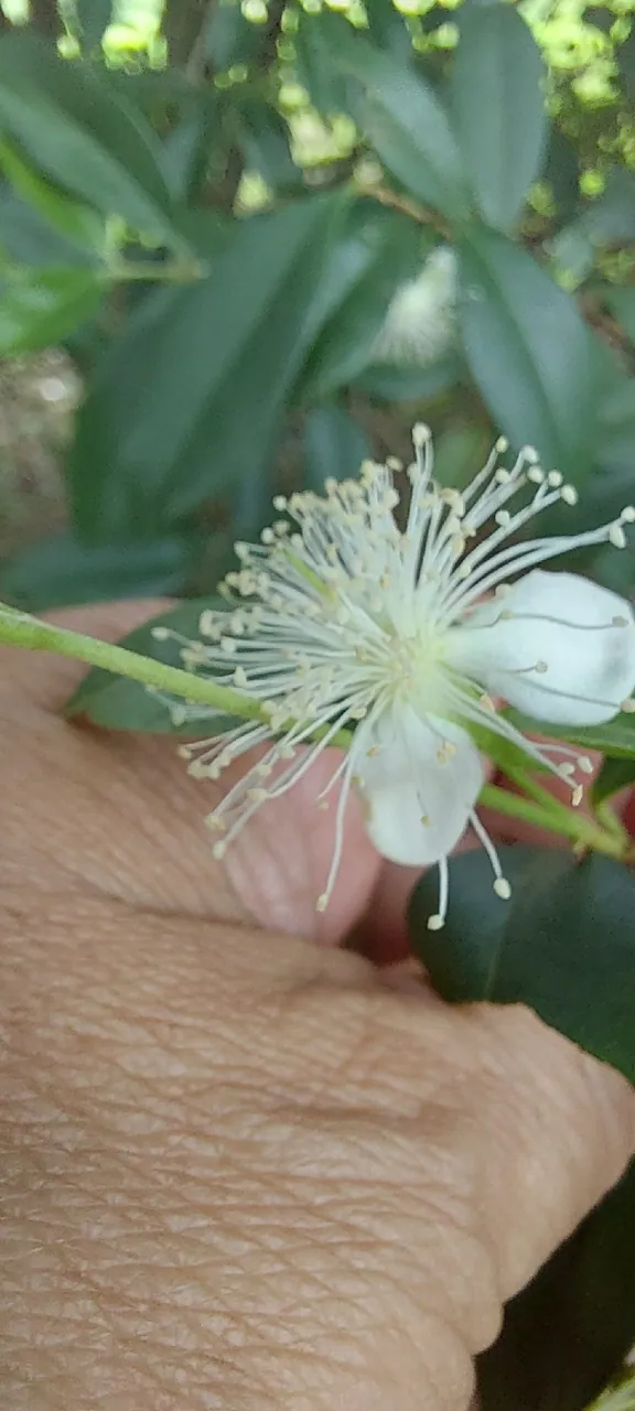 Foto de Cereja-do-rio-grande