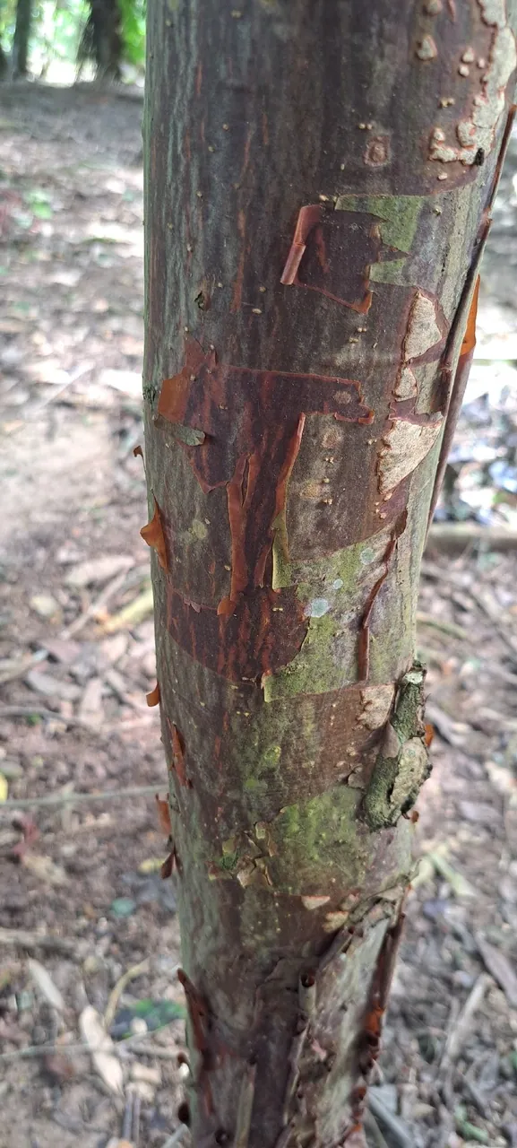 Foto de Cerejeira-da-Amazônia