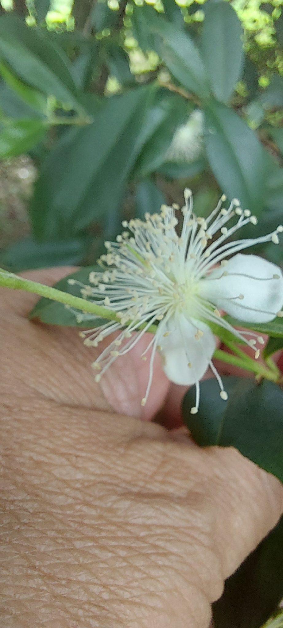 Foto de Cereja-do-rio-grande