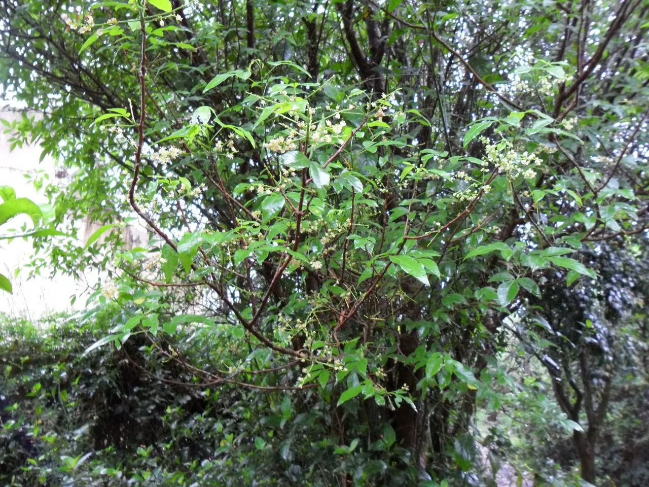 Foto de Chal-chal