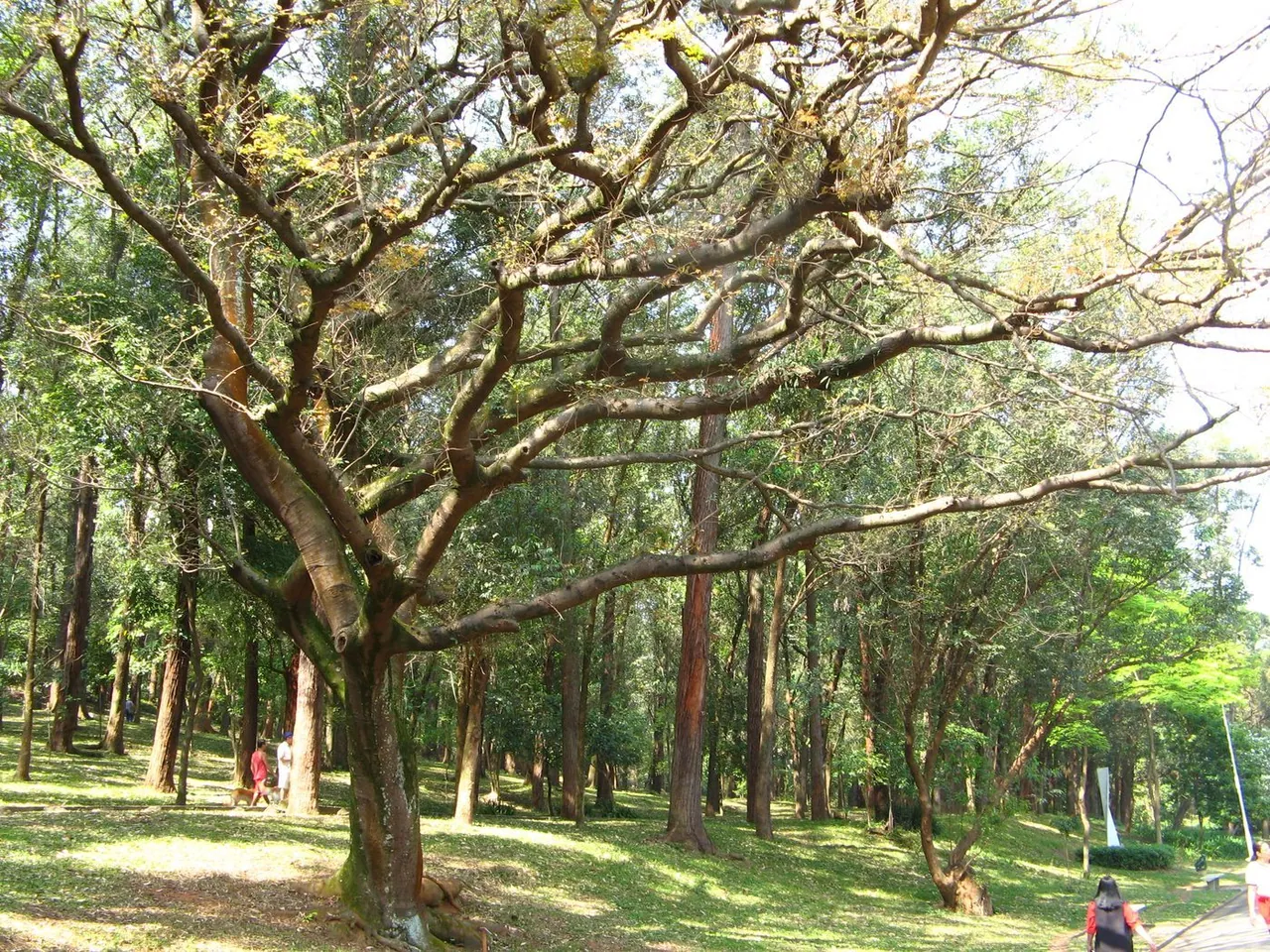 Foto de Copaíba