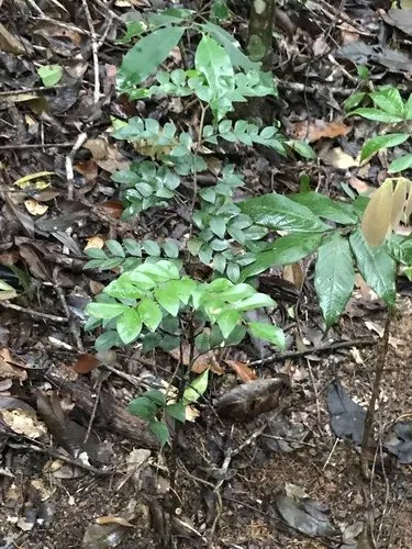 Foto de Copaíba