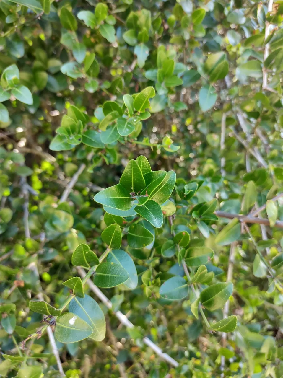 Foto de Coronilha