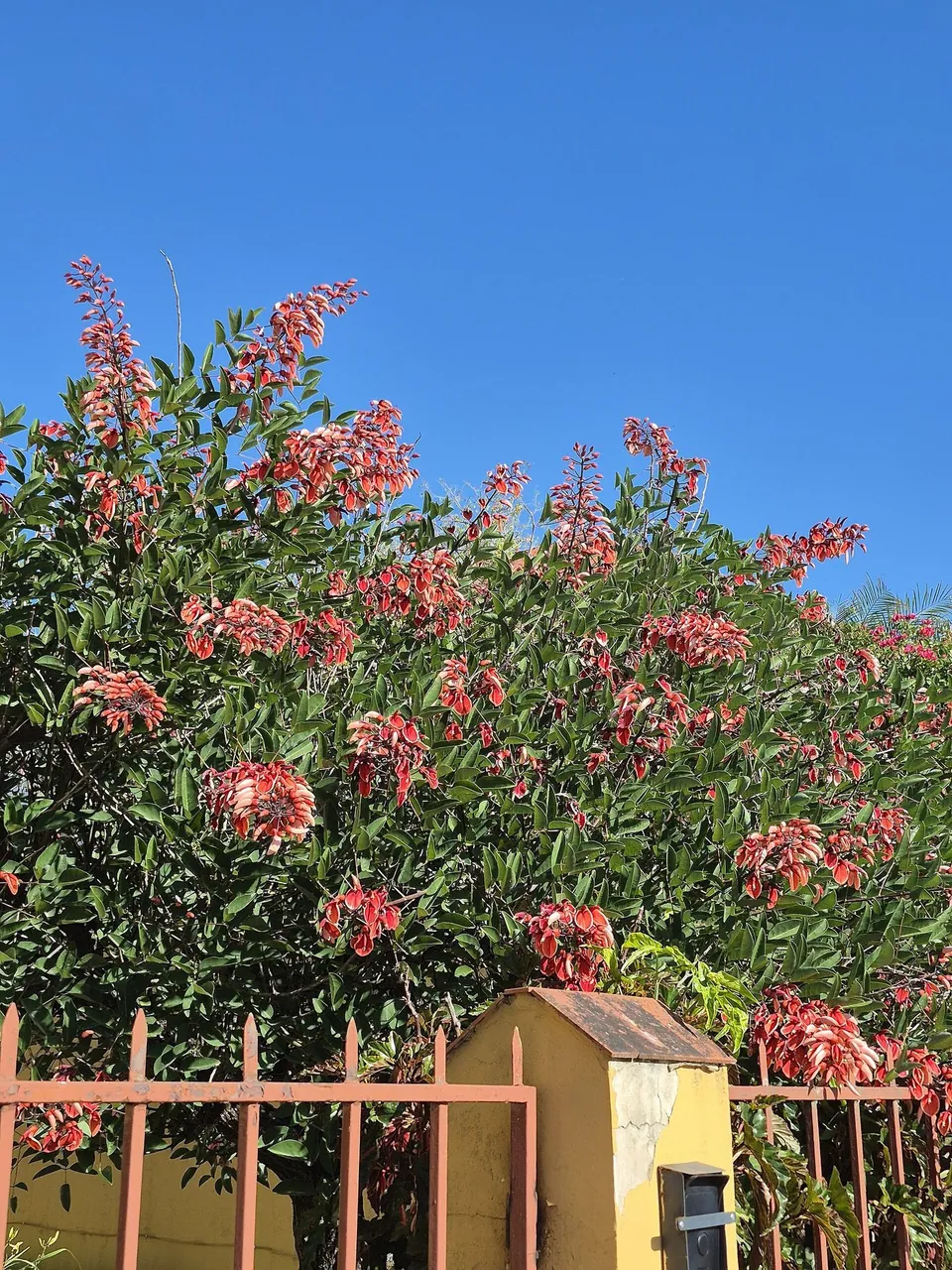 Foto de Corticeira-do-banhado