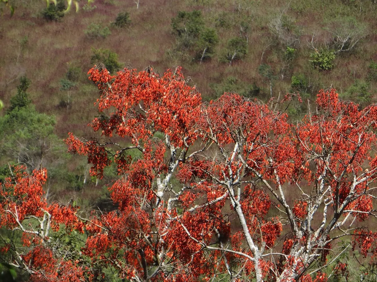 Foto de Corticeira