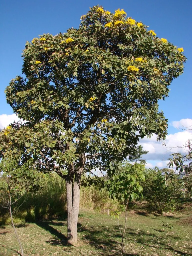 Foto de Craibeira