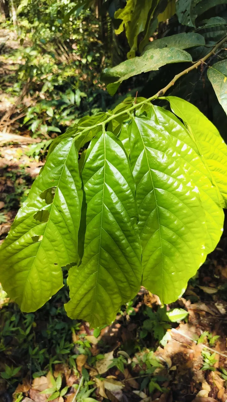 Foto de Cupuaçu