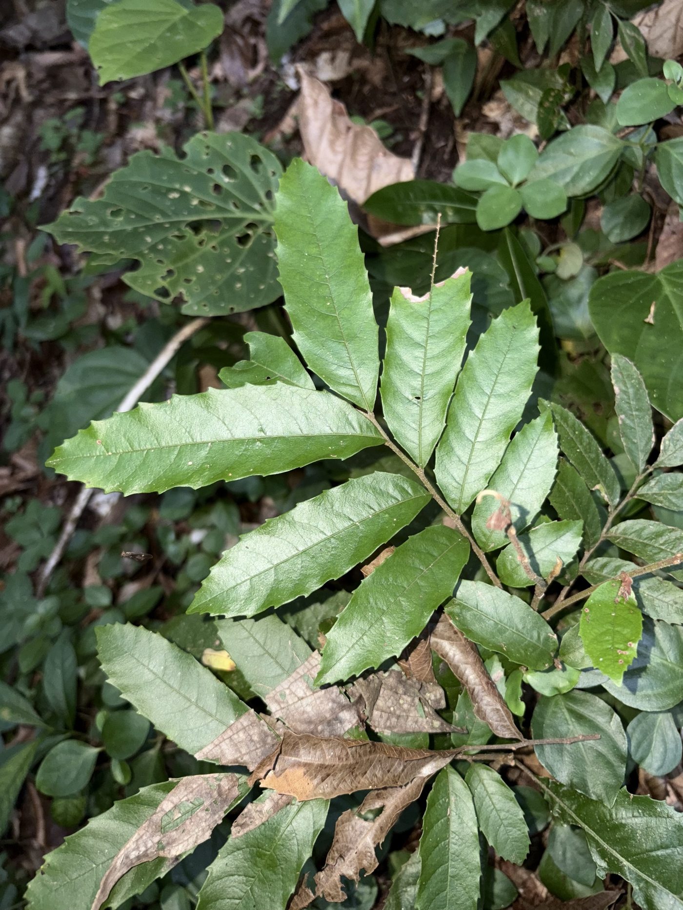 Foto de Camboatá
