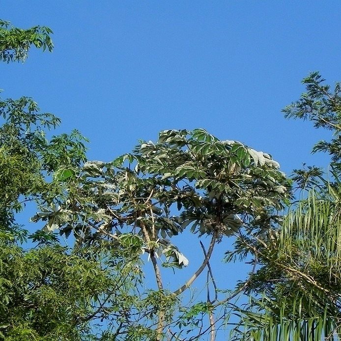 Foto de Embaúba