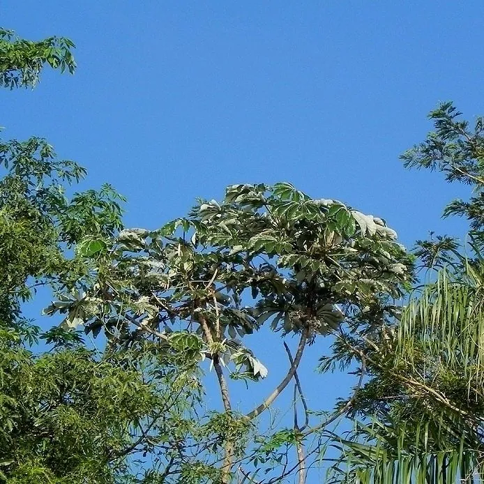 Foto de Embaúba