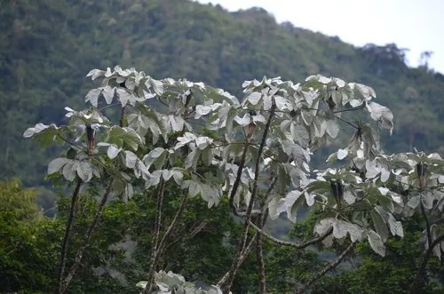 Foto de Embaúba-prateada
