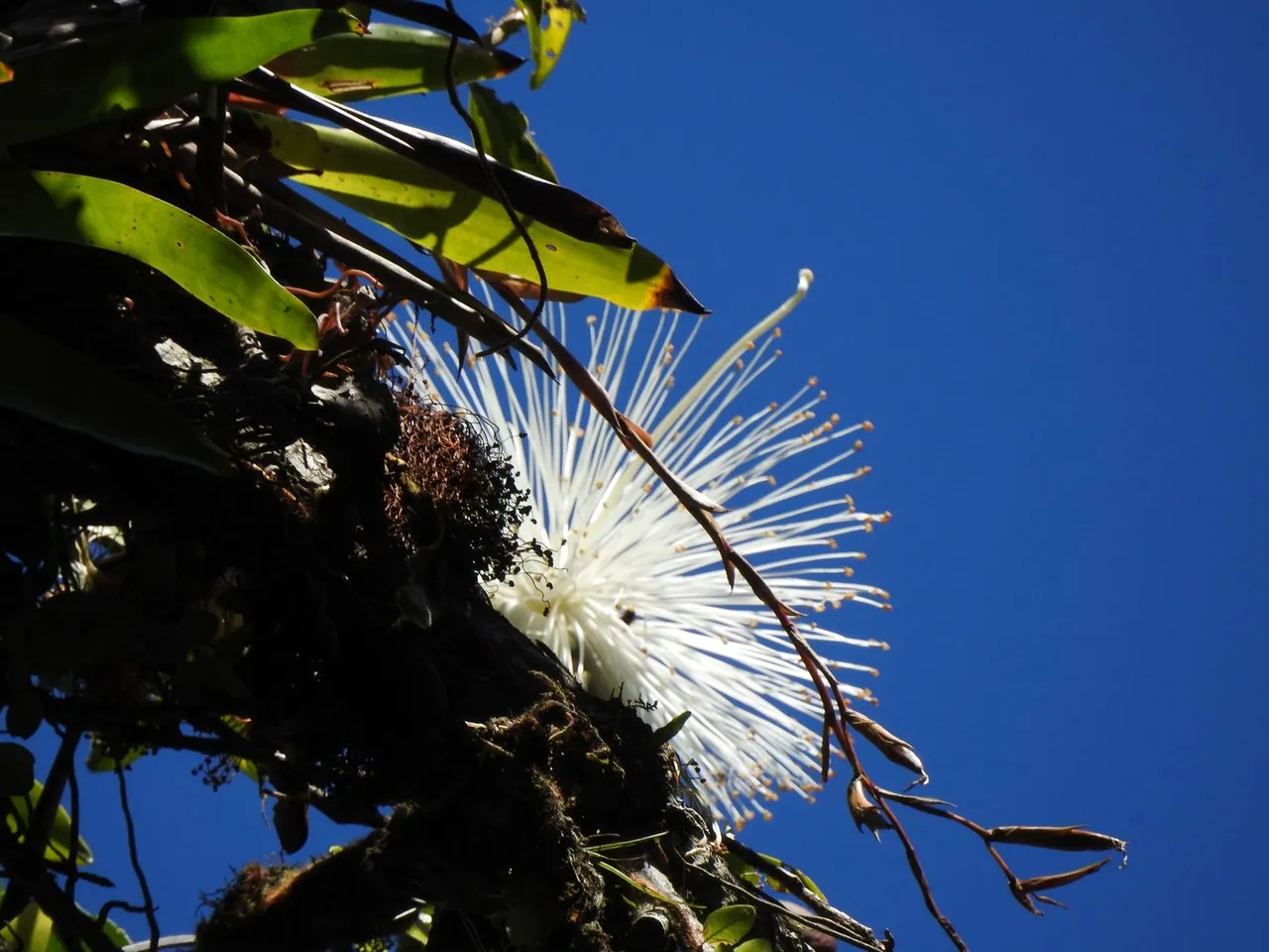 Foto de Embiruçu