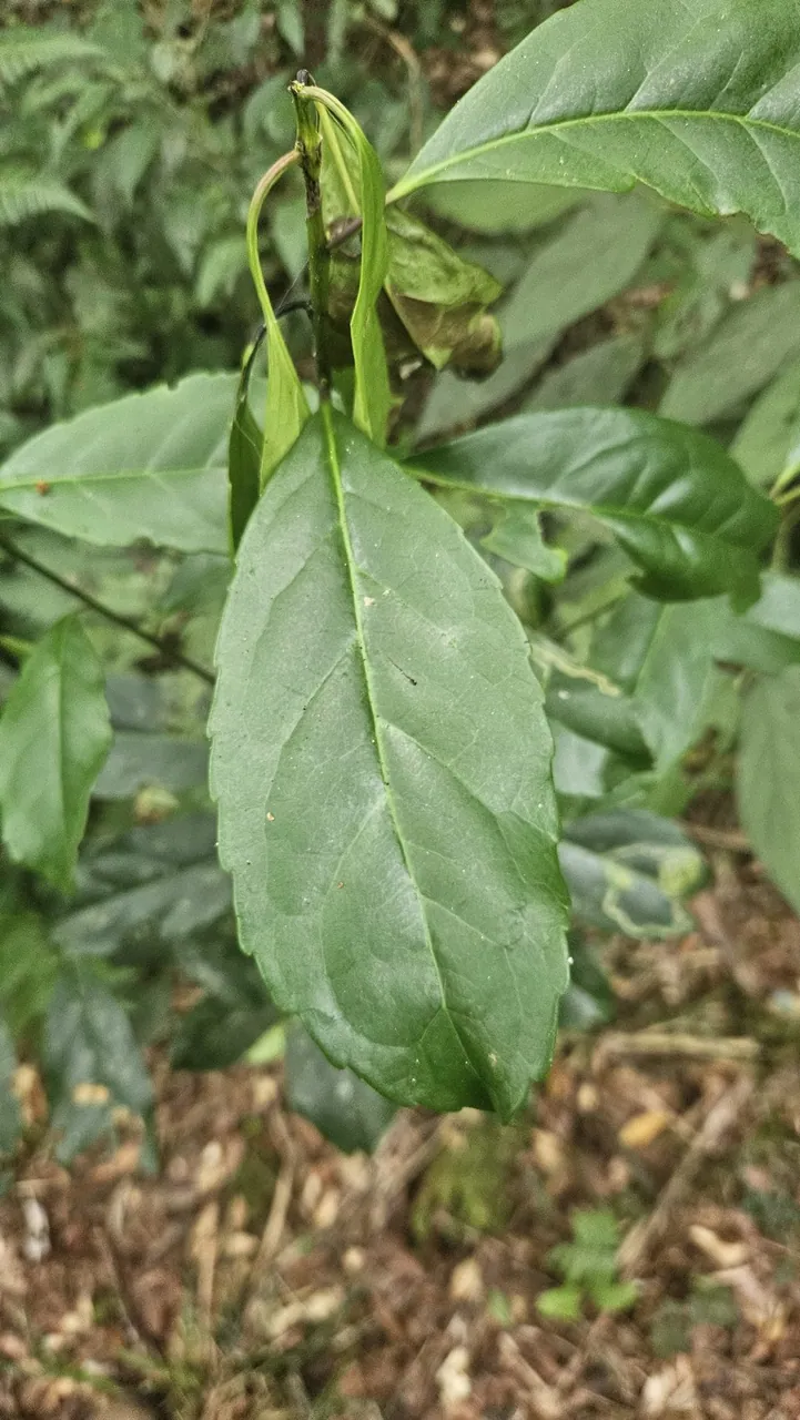 Foto de Erva-mate