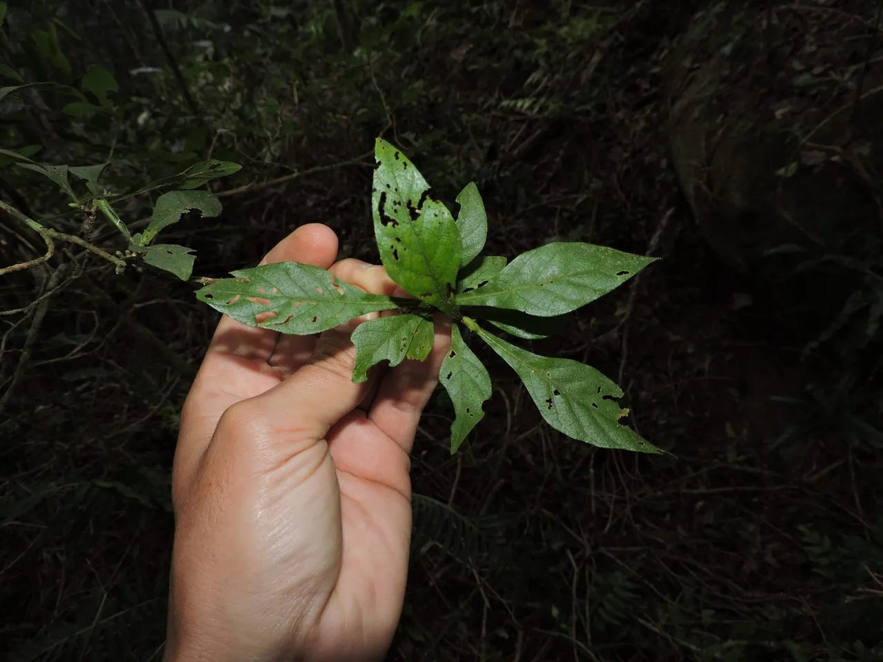 Foto de Falsa-pelada