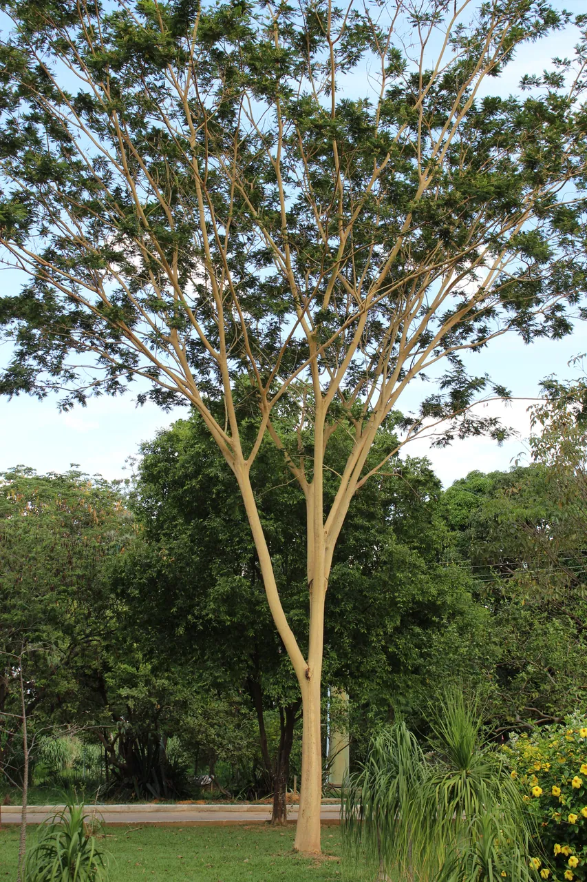 Foto de Farinha-seca