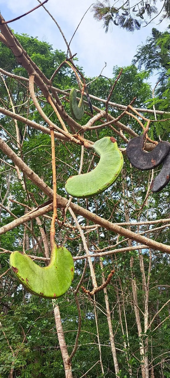 Foto de Faveira-benguê