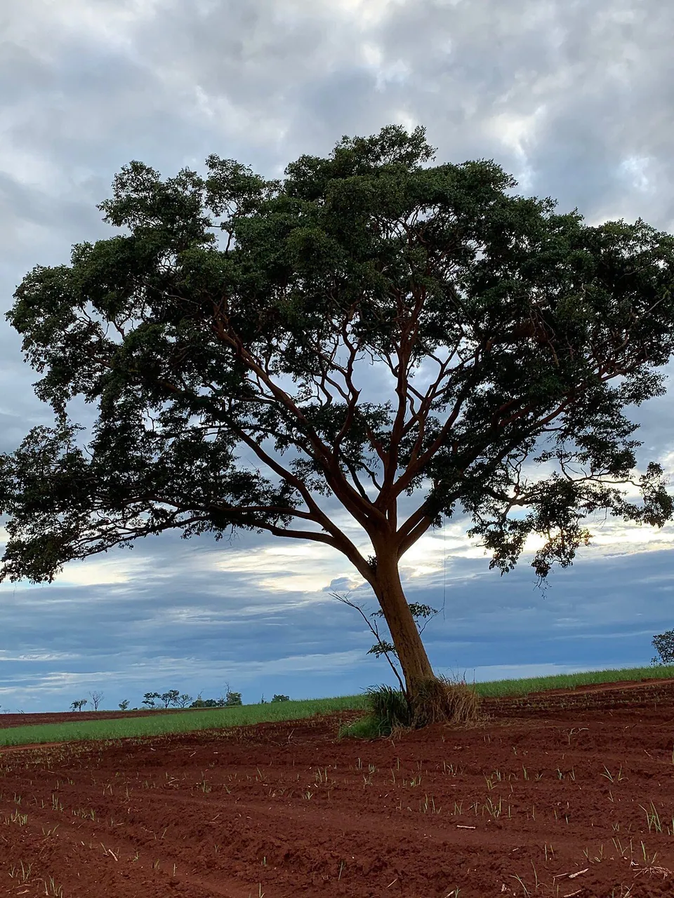 Foto de Grápia