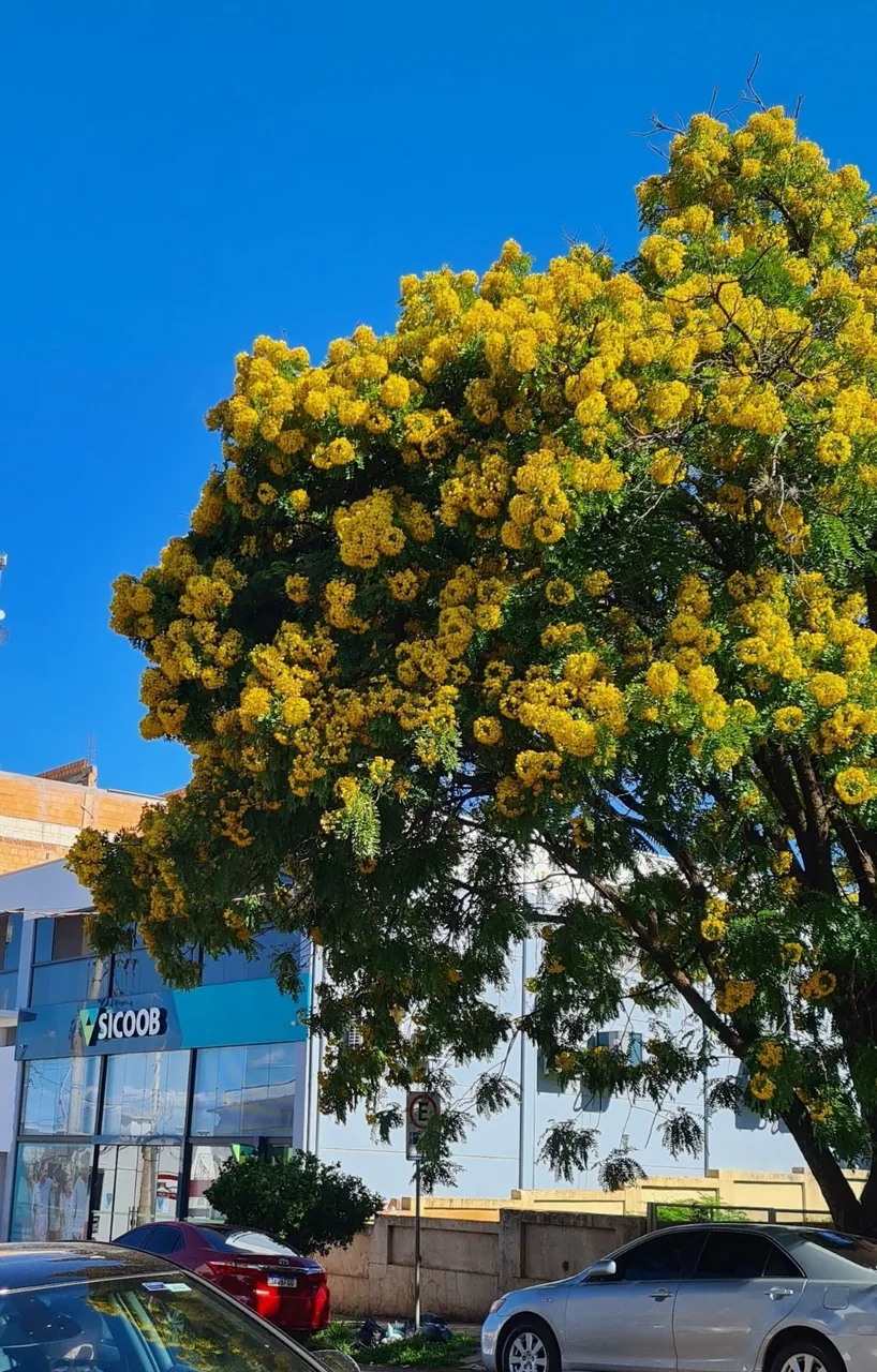 Foto de Grinalda-de-noiva