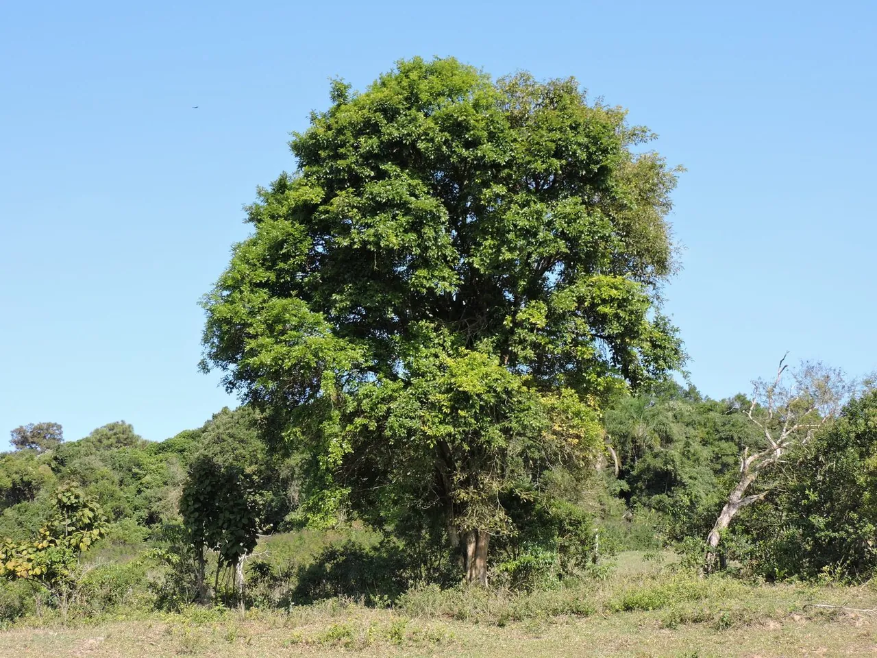 Foto de Guabiroba