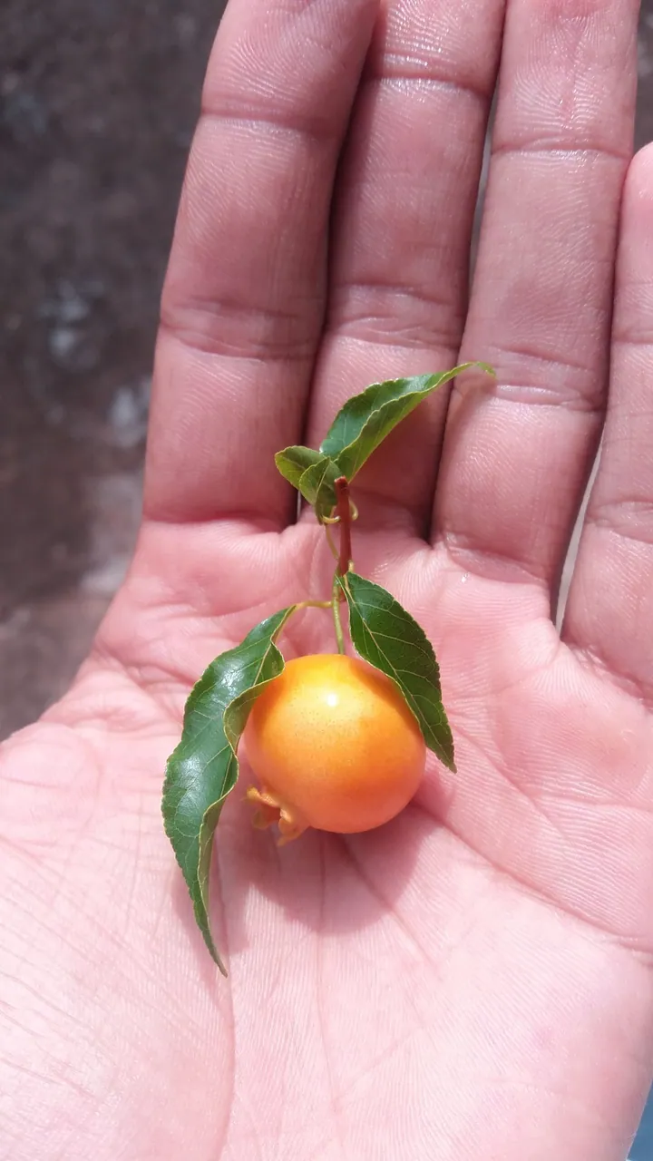 Foto de Guabiroba