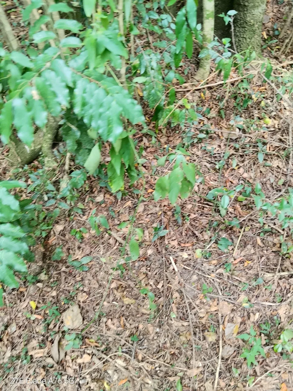 Foto de Guaçatonga