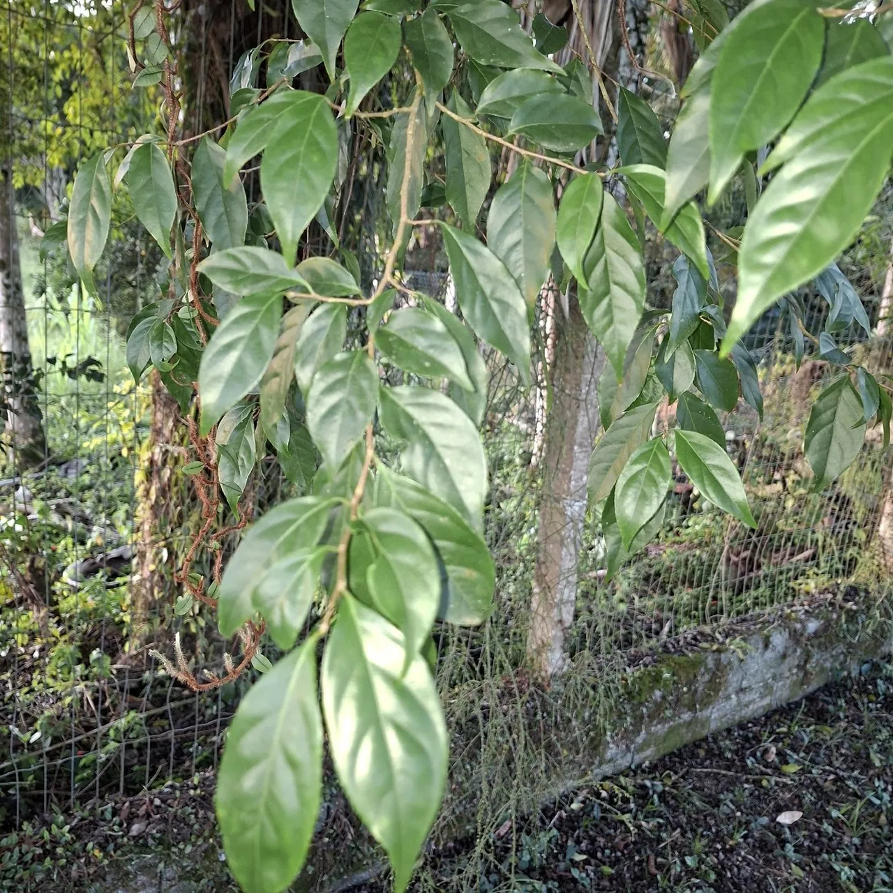Foto de Guaçatunga