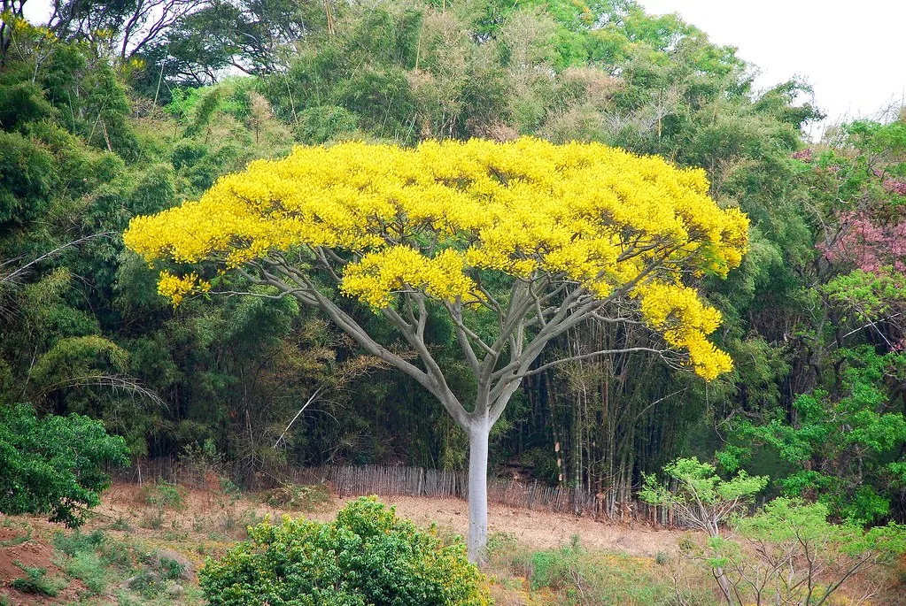Foto de Guapuruvu