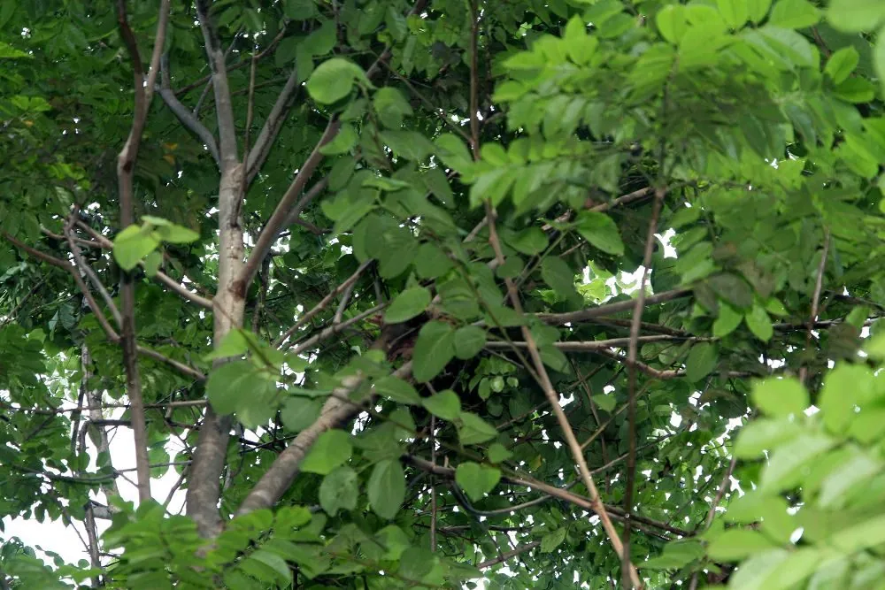 Foto de Guaritá
