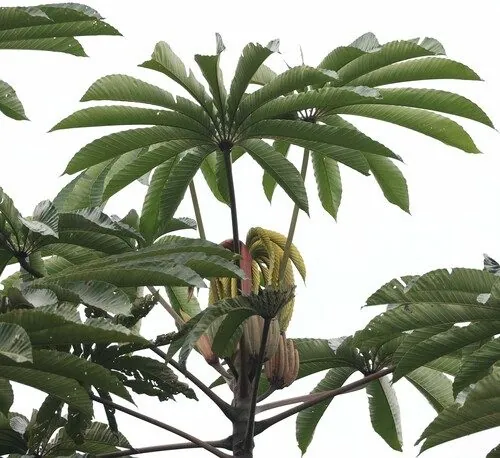 Foto de Imbaúba-do-norte