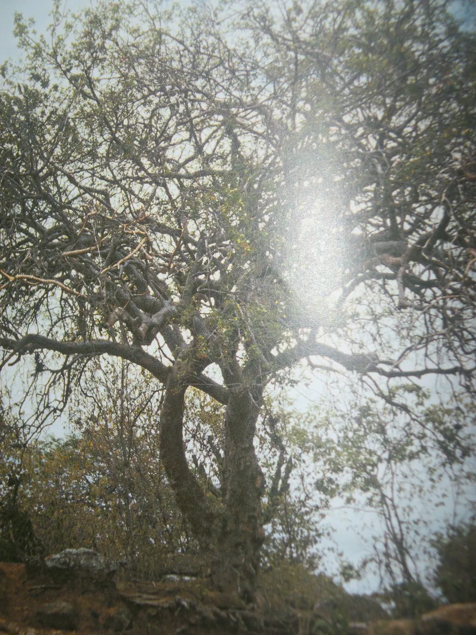 Foto de Imburana-de-espinho