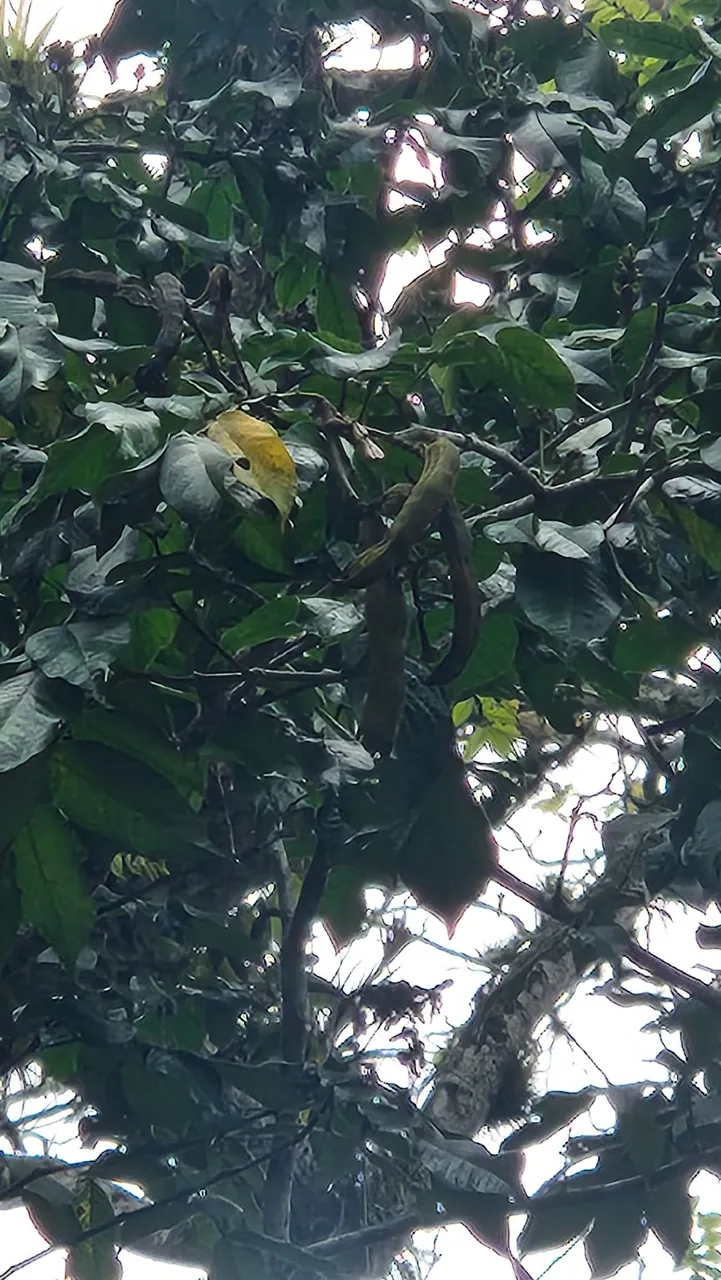 Foto de Ingá-banana