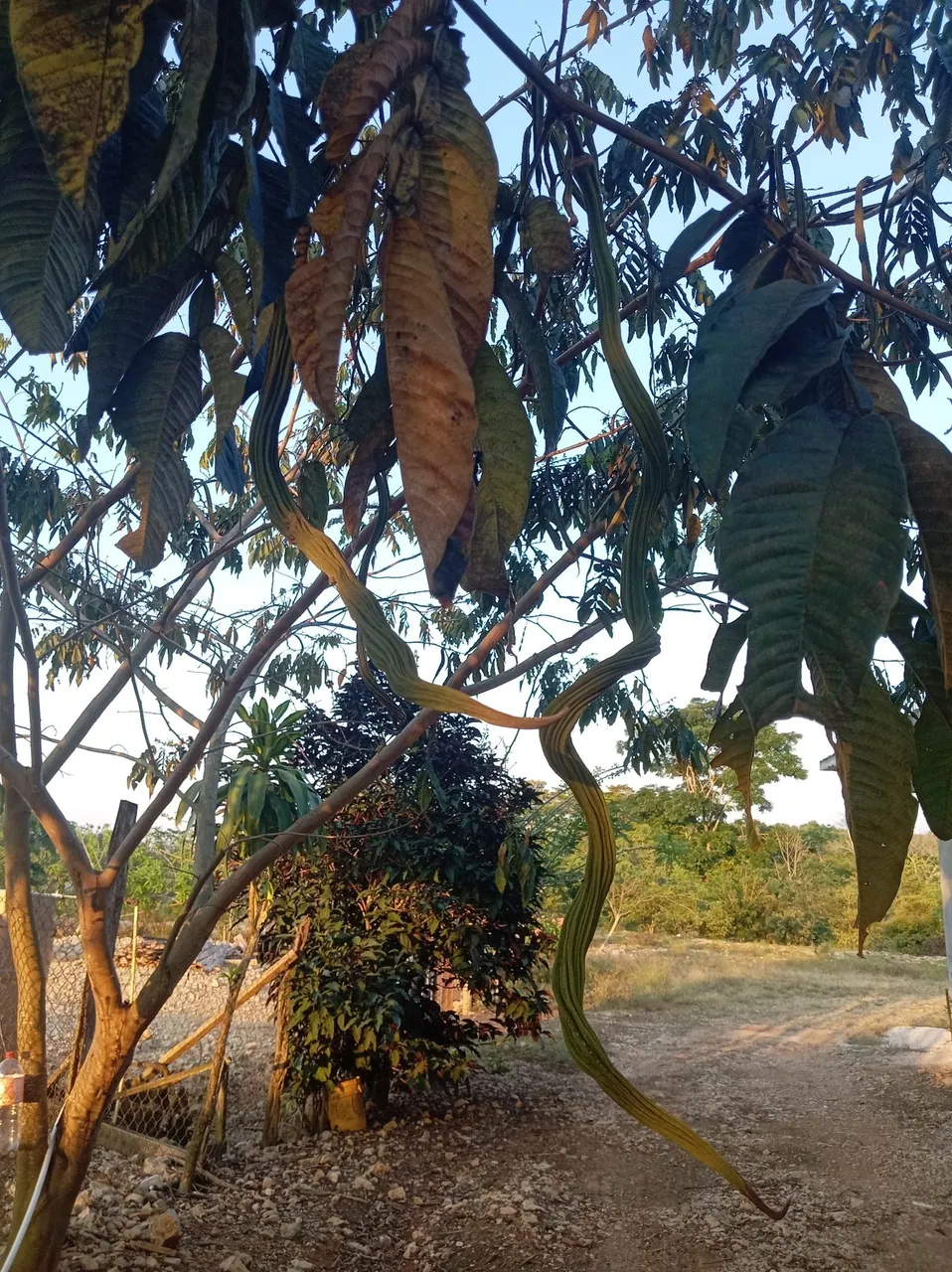 Foto de Ingá-cipó