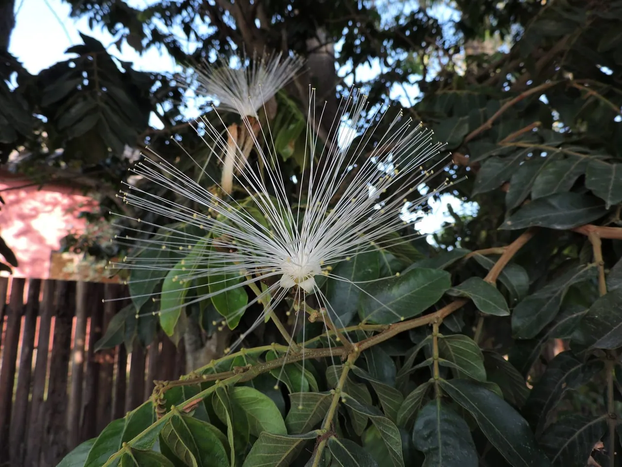 Foto de Ingá-ferradura
