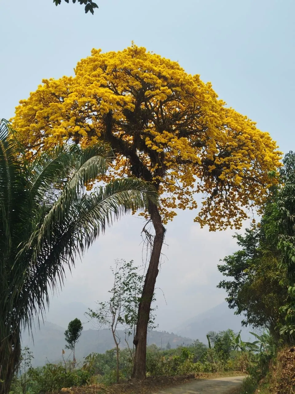 Foto de Ipê-amarelo