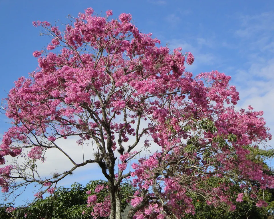 Foto de Ipê-roxo
