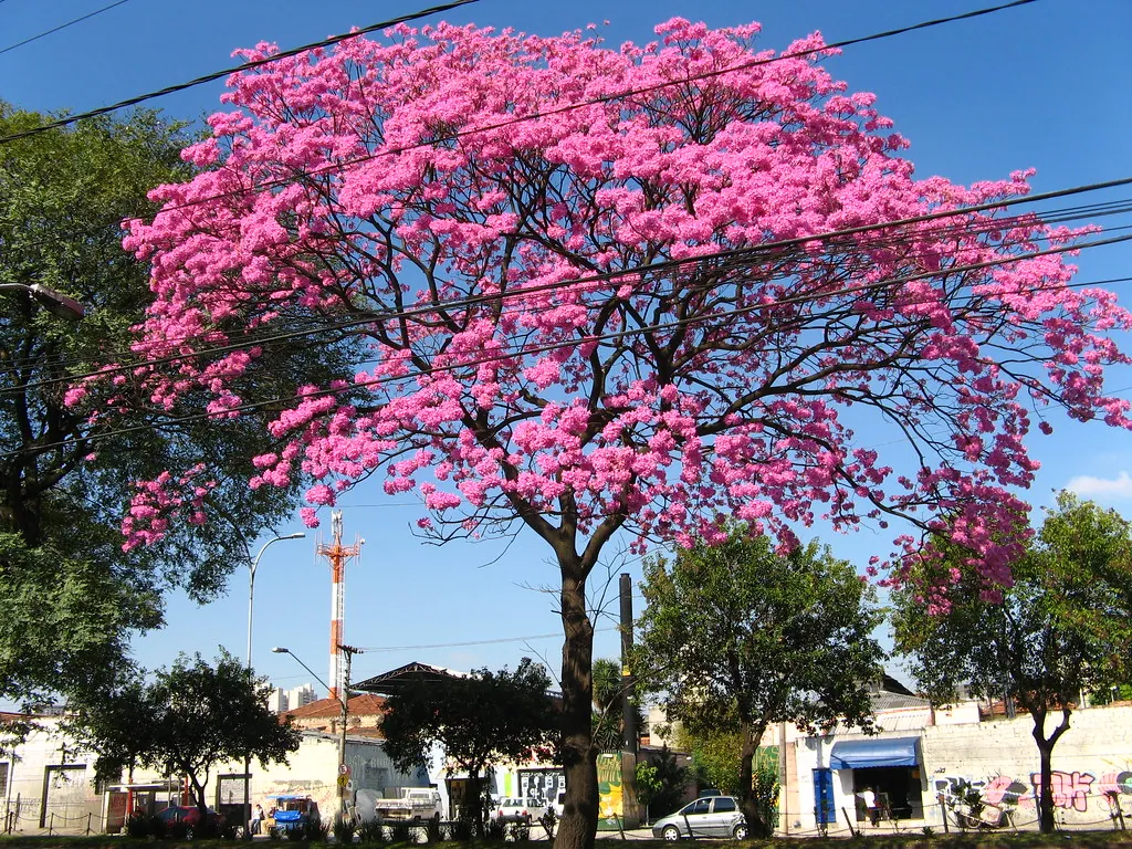 Foto de Ipê-roxo