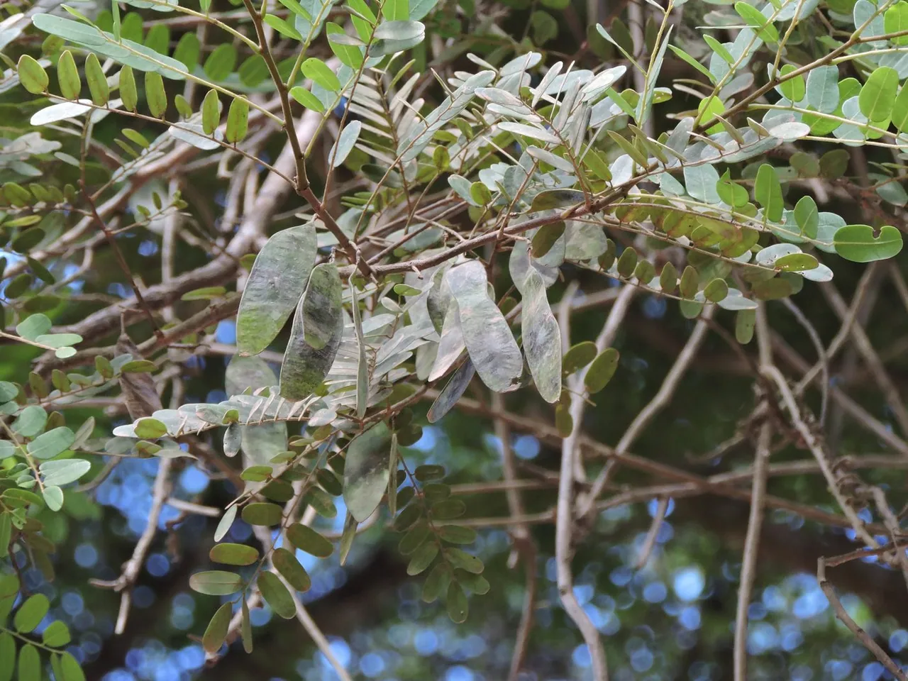 Foto de Jacarandá-da-bahia