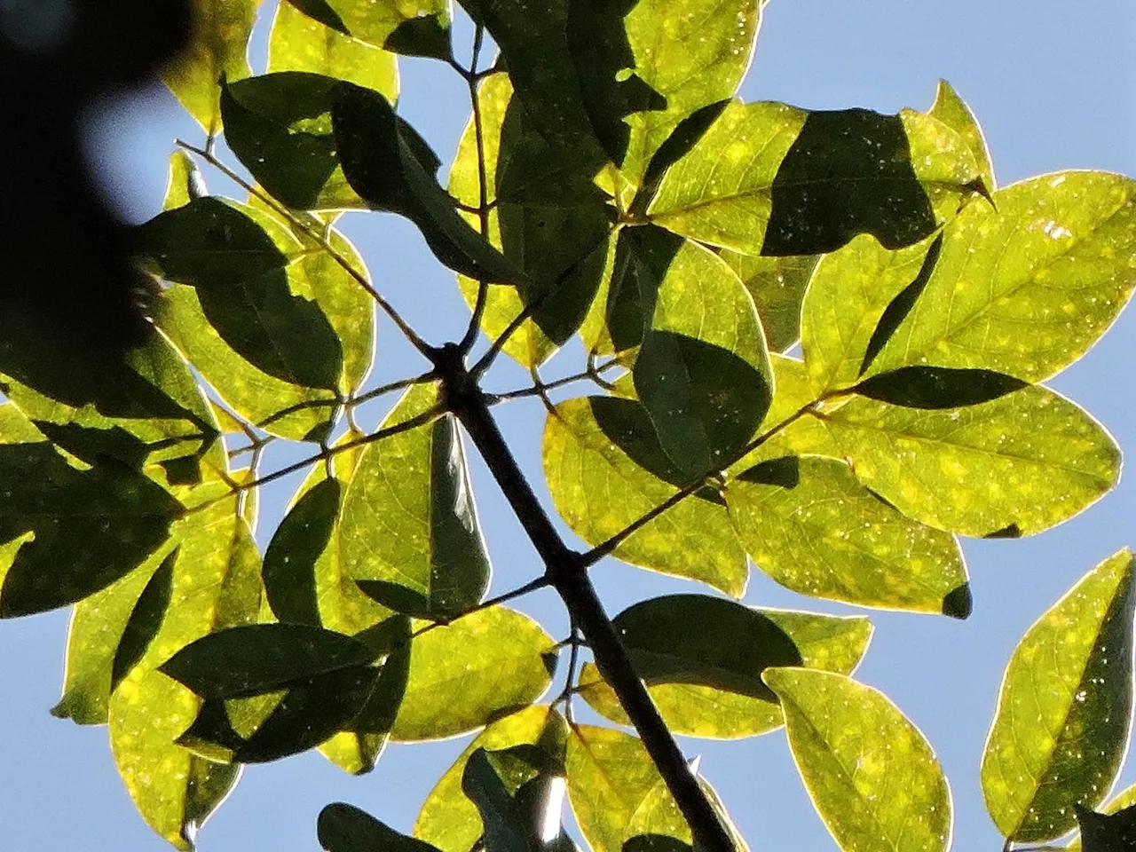 Foto de Jacarandá-do-litoral