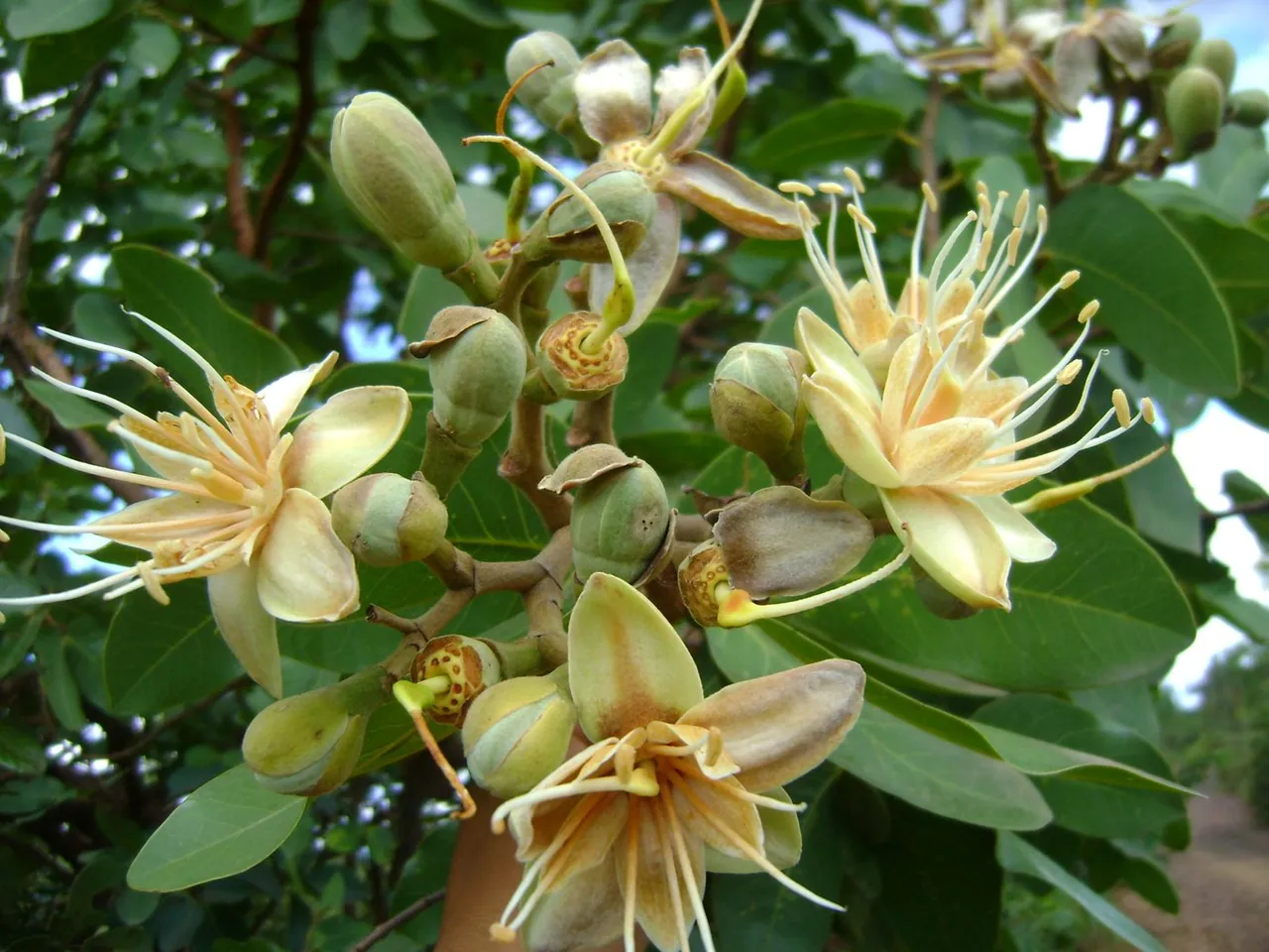Foto de Jatobá-do-cerrado