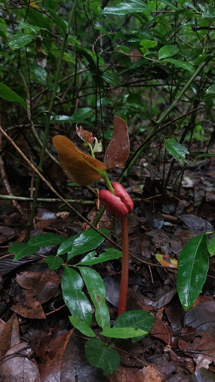 Foto de Jatobá