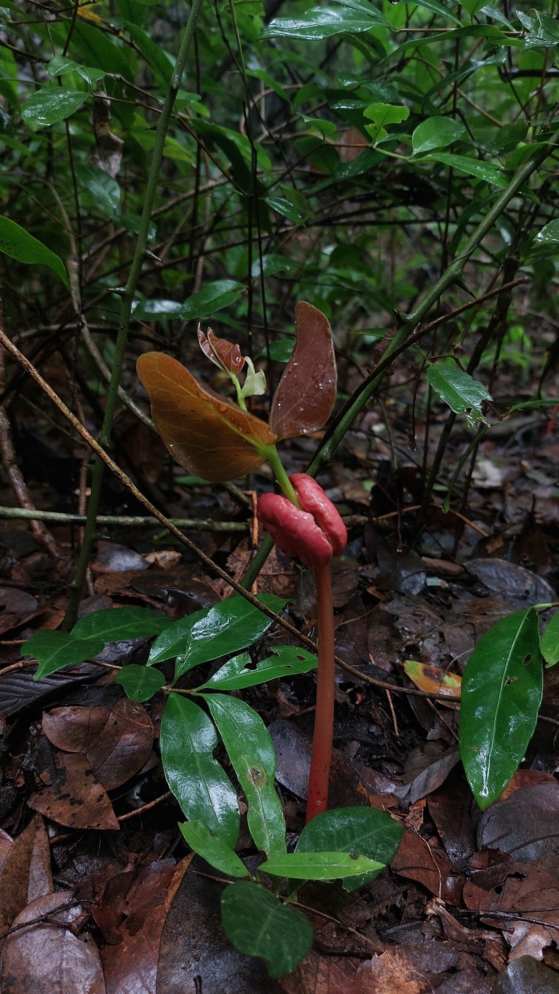 Foto de Jatobá