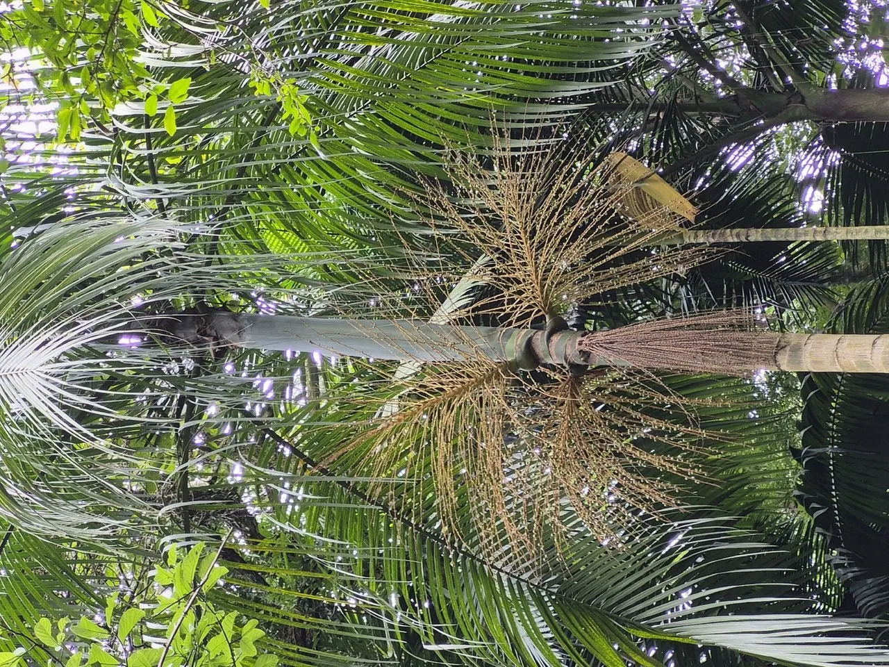Foto de Juçara