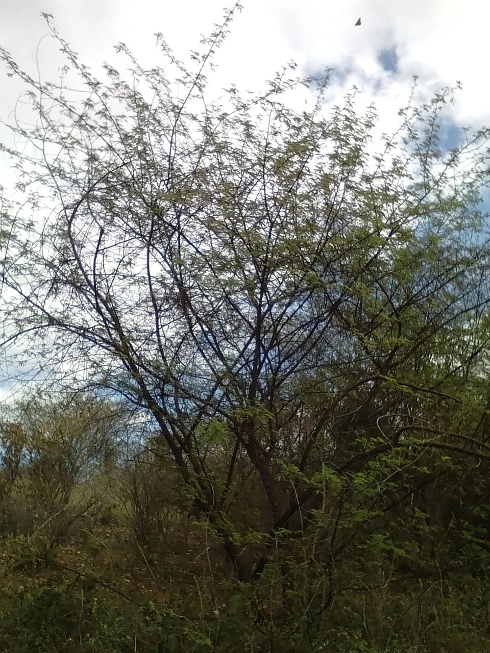 Foto de Jurema-preta