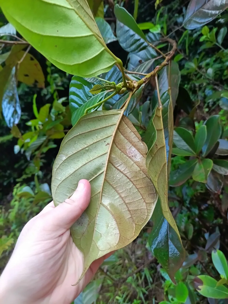 Foto de Licurana