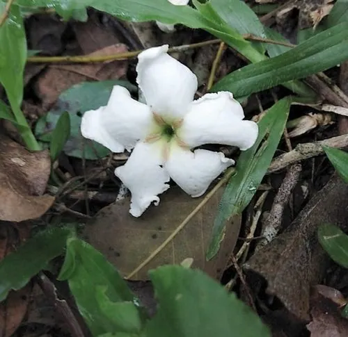 Foto de Limão-do-mato