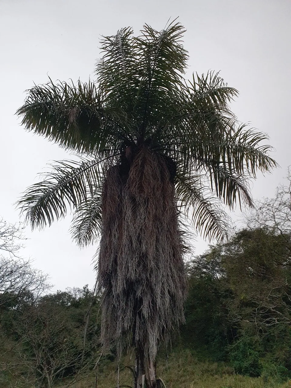 Foto de Macaúba